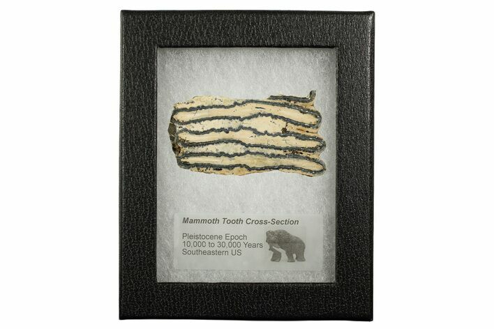 Mammoth Molar Slice With Case - South Carolina #337705